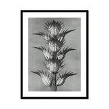 Acanthus Mollis (bear’s Breeches) - Karl Blossfeldt Art Print, Black White Photograph Spiky Thistle Plant Multiple Flower