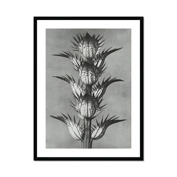 Acanthus Mollis (bear’s Breeches) - Karl Blossfeldt Art Print, Black White Photograph Spiky Thistle Plant Multiple Flower