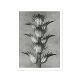 Acanthus Mollis (bear’s Breeches) - Karl Blossfeldt Art Print, Black White Photograph Spiky Thistle Plant Multiple Flower
