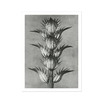 Acanthus Mollis (bear’s Breeches) - Karl Blossfeldt Art Print, Black White Photograph Spiky Thistle Plant Multiple Flower