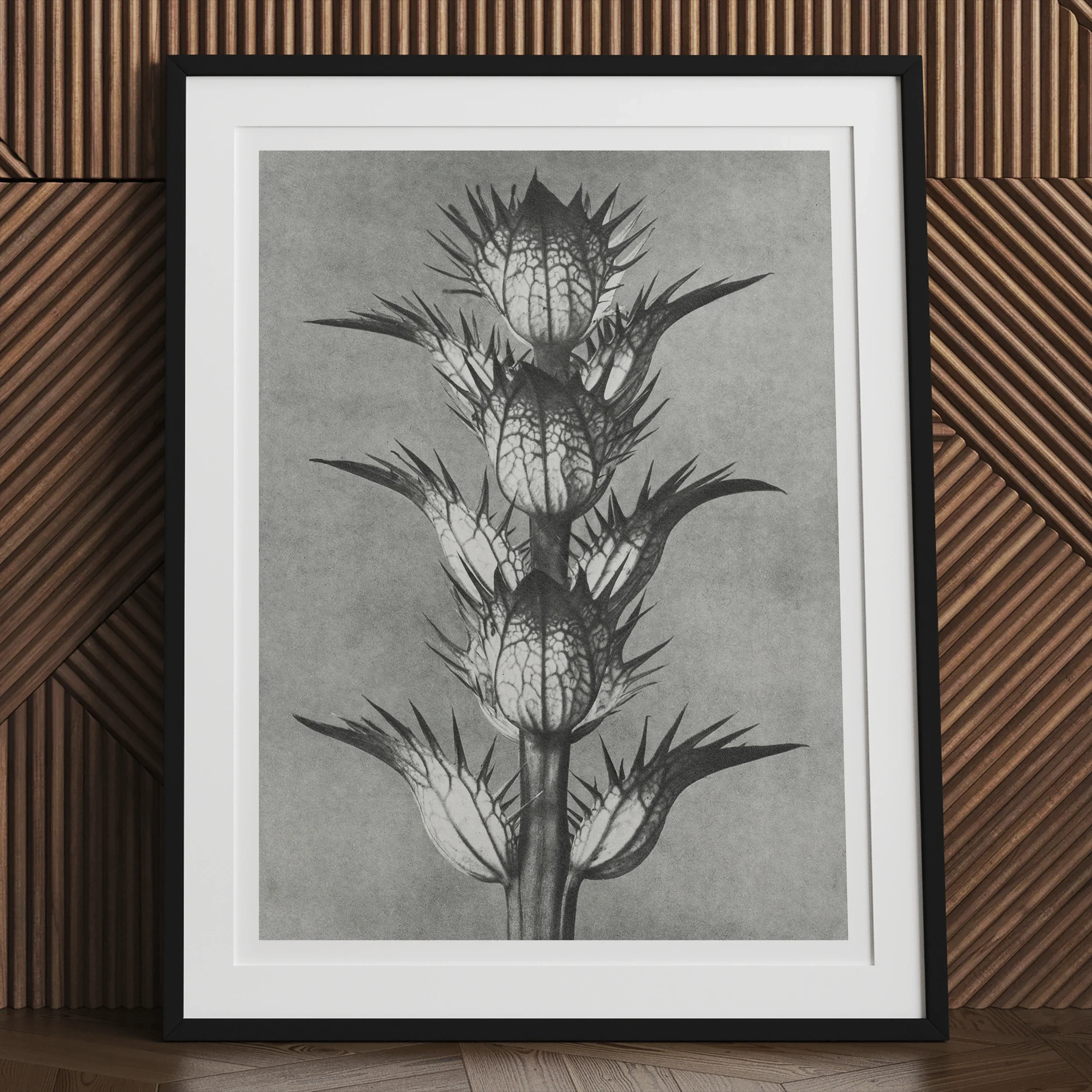 Acanthus Mollis (bear’s Breeches) - Karl Blossfeldt Art Print 30’’x40’’ Posters Prints & Visual Artwork