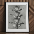 Acanthus Mollis (bear’s Breeches) - Karl Blossfeldt Art Print 30’’x40’’ / Unframed Posters Prints & Visual Artwork