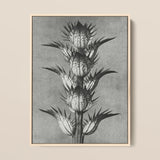 Acanthus Mollis (bear’s Breeches) - Karl Blossfeldt Art Print / Canvas, 12x16’’ / 31x41cm / Natural Frame, Posters Prints & Visual Artwork,