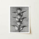 Acanthus Mollis (bear’s Breeches) - Karl Blossfeldt Art Print / Canvas Black-and-white Botanical Tall Spiky Plant Segmented Pods