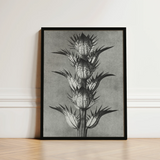 Black-framed Botanical Art Print Detailed Monochromatic Illustration Spiky Karl Blossfeldt’s Acanthus, Mollis, Blossfeldt