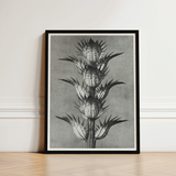 Black-framed Botanical Art Print Detailed Monochromatic Illustration Spiky Karl Blossfeldt’s Acanthus, Mollis, Blossfeldt