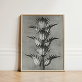 Minimalist Black-and-white Botanical Illustration Spiky Plant Light Wood Karl Blossfeldt’s Acanthus, Mollis, Blossfeldt Art