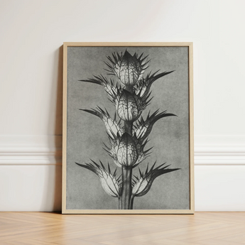 Minimalist Black-and-white Botanical Illustration Spiky Plant Light Wood Karl Blossfeldt’s Acanthus, Mollis, Blossfeldt Art