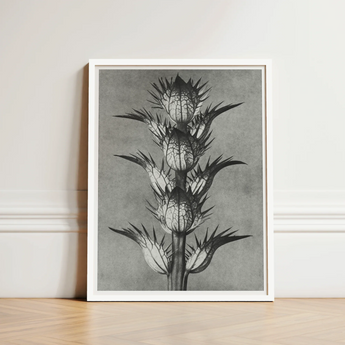 Black-and-white Botanical Print White Frame Spiky Plant Detailed Karl Blossfeldt’s Acanthus, Mollis, Blossfeldt Art