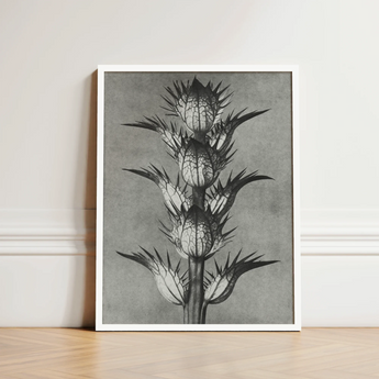 Black-and-white Botanical Illustration Print Simple White Frame Spiky Karl Blossfeldt’s Acanthus, Mollis, Blossfeldt Art
