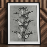 Acanthus Mollis (bear’s Breeches) - Karl Blossfeldt Art Print / Canvas Black-framed Botanical Art Print Detailed Monochrome Illustration