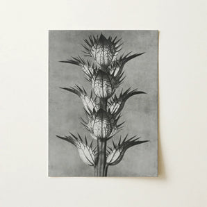 Acanthus Mollis (bear’s Breeches) - Karl Blossfeldt Art Print / Canvas, Karl Blossfeldt’s Acanthus, Blossfeldt’s Acanthus Mollis, Karl