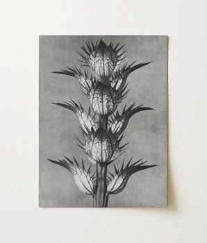 Black-and-white Botanical Illustration Print Spiky Plant Detailed Textured Karl Blossfeldt’s Acanthus, Mollis, Blossfeldt Art