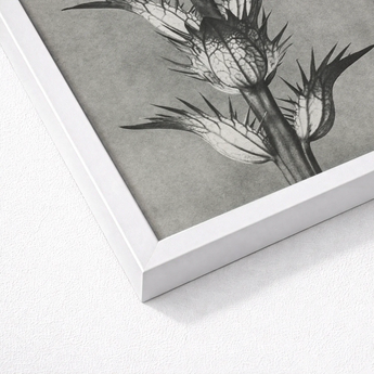 White Framed Black Botanical Illustration Thistle Karl Blossfeldt’s Acanthus, Mollis, Blossfeldt Art