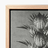 Framed Black-and-white Botanical Print Spiky Thistle Flowers Textured Karl Blossfeldt’s Acanthus, Mollis, Blossfeldt Art