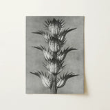 Acanthus Mollis (bear’s Breeches) - Karl Blossfeldt Art Print / Canvas, Karl Blossfeldt’s Acanthus, Blossfeldt’s Acanthus Mollis, Karl