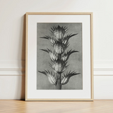 Acanthus Mollis (bear’s Breeches) - Karl Blossfeldt Art Print / Canvas, Karl Blossfeldt’s Acanthus, Blossfeldt’s Acanthus Mollis, Karl