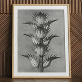 Acanthus Mollis (bear’s Breeches) - Karl Blossfeldt Art Print / Canvas, Karl Blossfeldt’s Acanthus, Blossfeldt’s Acanthus Mollis, Karl