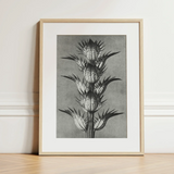 Acanthus Mollis (bear’s Breeches) - Karl Blossfeldt Art Print / Canvas Framed Black White Botanical Illustration Spiky Plant Light Karl