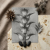 Acanthus Mollis (bear’s Breeches) - Karl Blossfeldt Art Print / Canvas Monochrome Botanical Illustration Print Spiky Segmented Plant