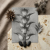 Acanthus Mollis (bear’s Breeches) - Karl Blossfeldt Art Print / Canvas Monochrome Botanical Illustration Spiky Segmented Plant Detailed