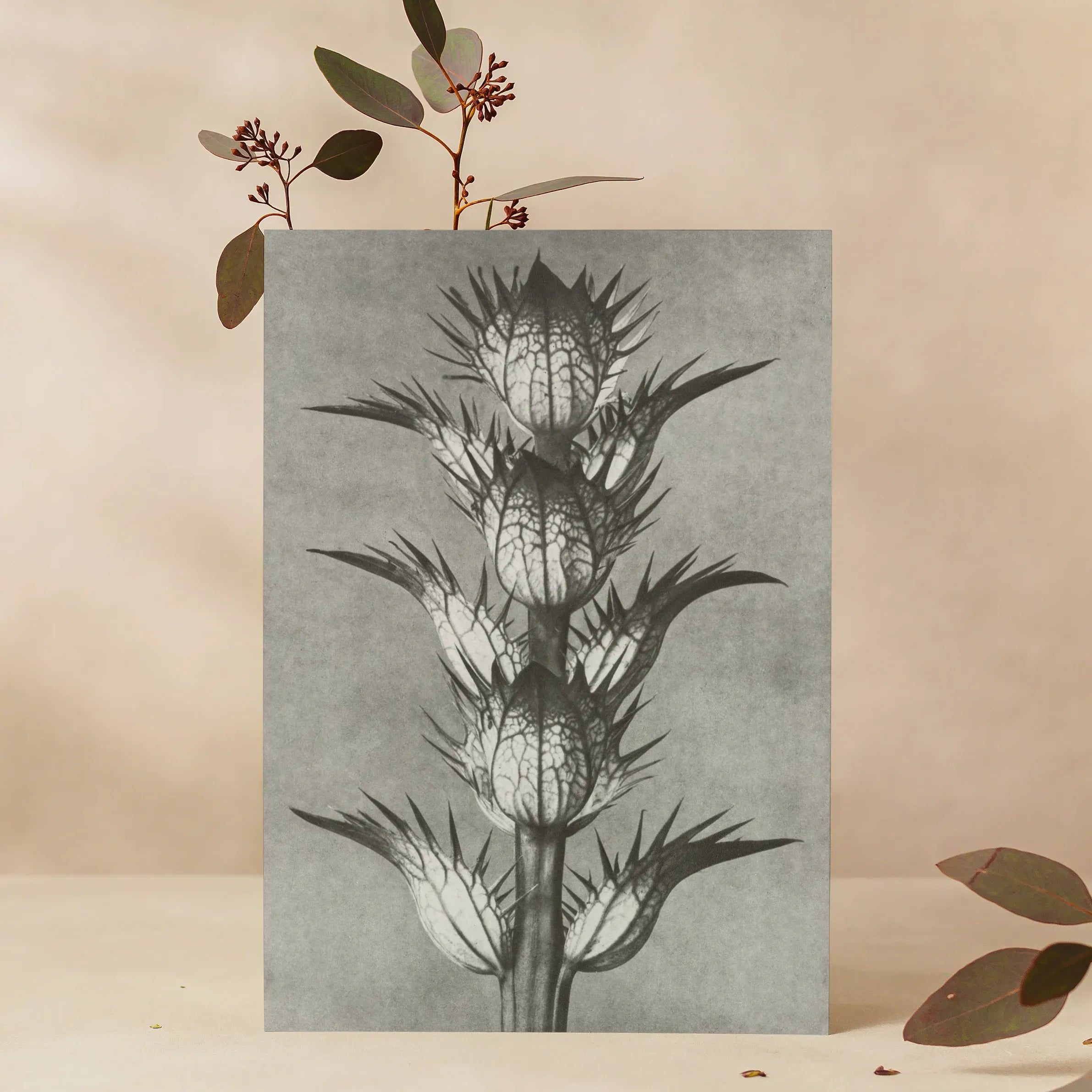 Acanthus Mollis (bear’s Breeches) By Karl Blossfeldt Greeting Card - A5 Portrait / 1 Card - Greeting & Note Cards