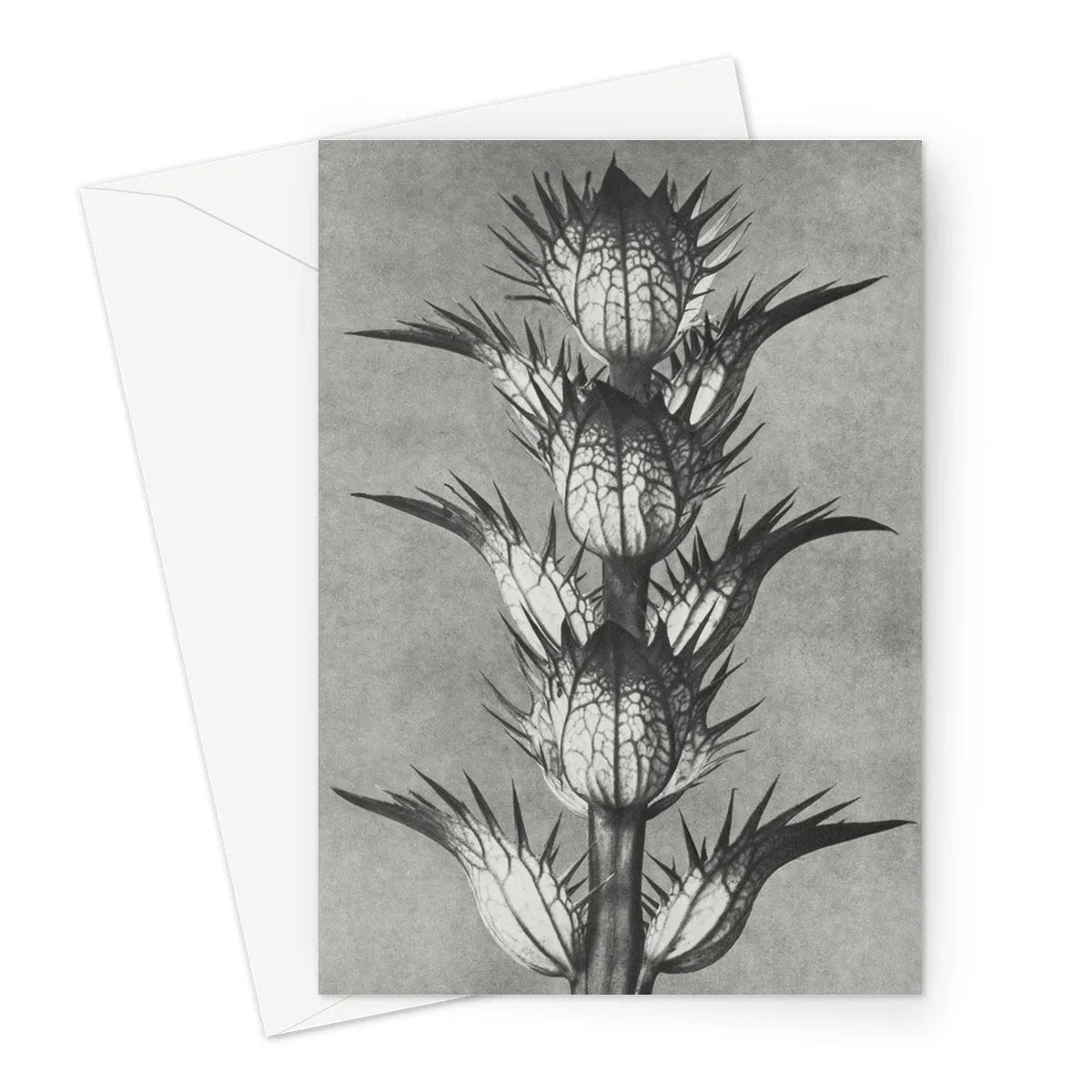 Acanthus Mollis (bear’s Breeches) By Karl Blossfeldt Greeting Card - Greeting & Note Cards - Aesthetic Art