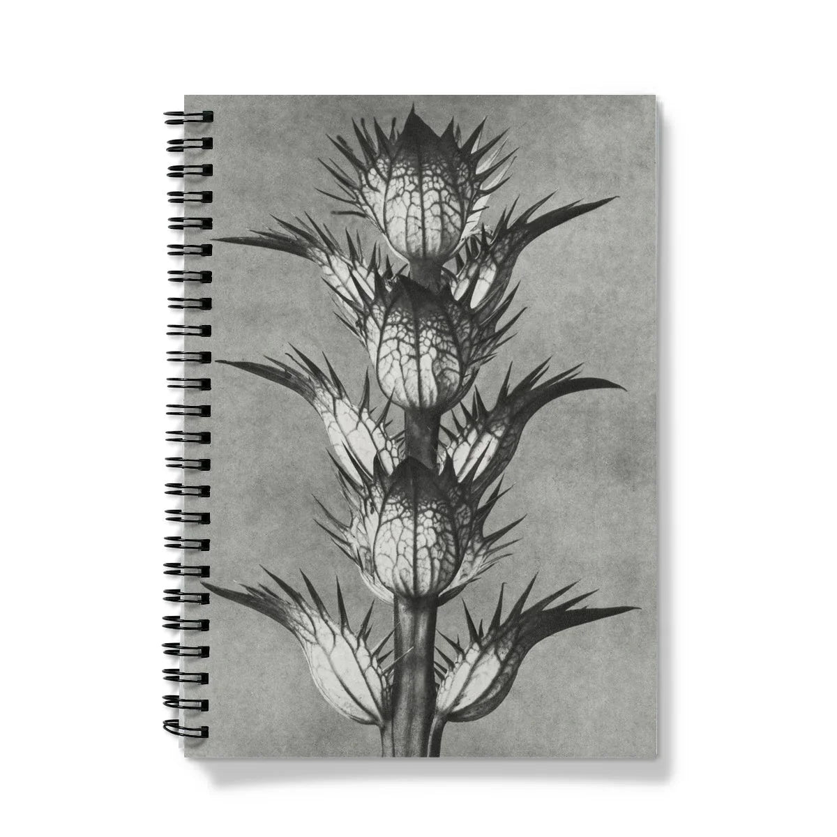 Acanthus Mollis (bear’s Breeches) - Karl Blossfeldt Notebook Notebooks & Notepads