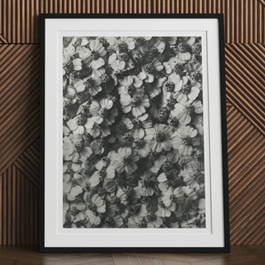 Achillea Millefolium (common Yarrow) - Karl Blossfeldt Art Print, 30x40’’ / 76x101cm / Unframed, Framed Black White Photograph Densely