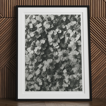Achillea Millefolium (common Yarrow) - Karl Blossfeldt Art Print, 30x40’’ / 76x101cm / Unframed, Framed Black White Photograph Densely