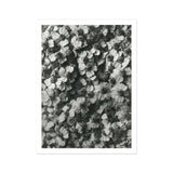Achillea Millefolium (common Yarrow) - Karl Blossfeldt Art Print, Black White Photograph Densely Clustered Flower Blossoms