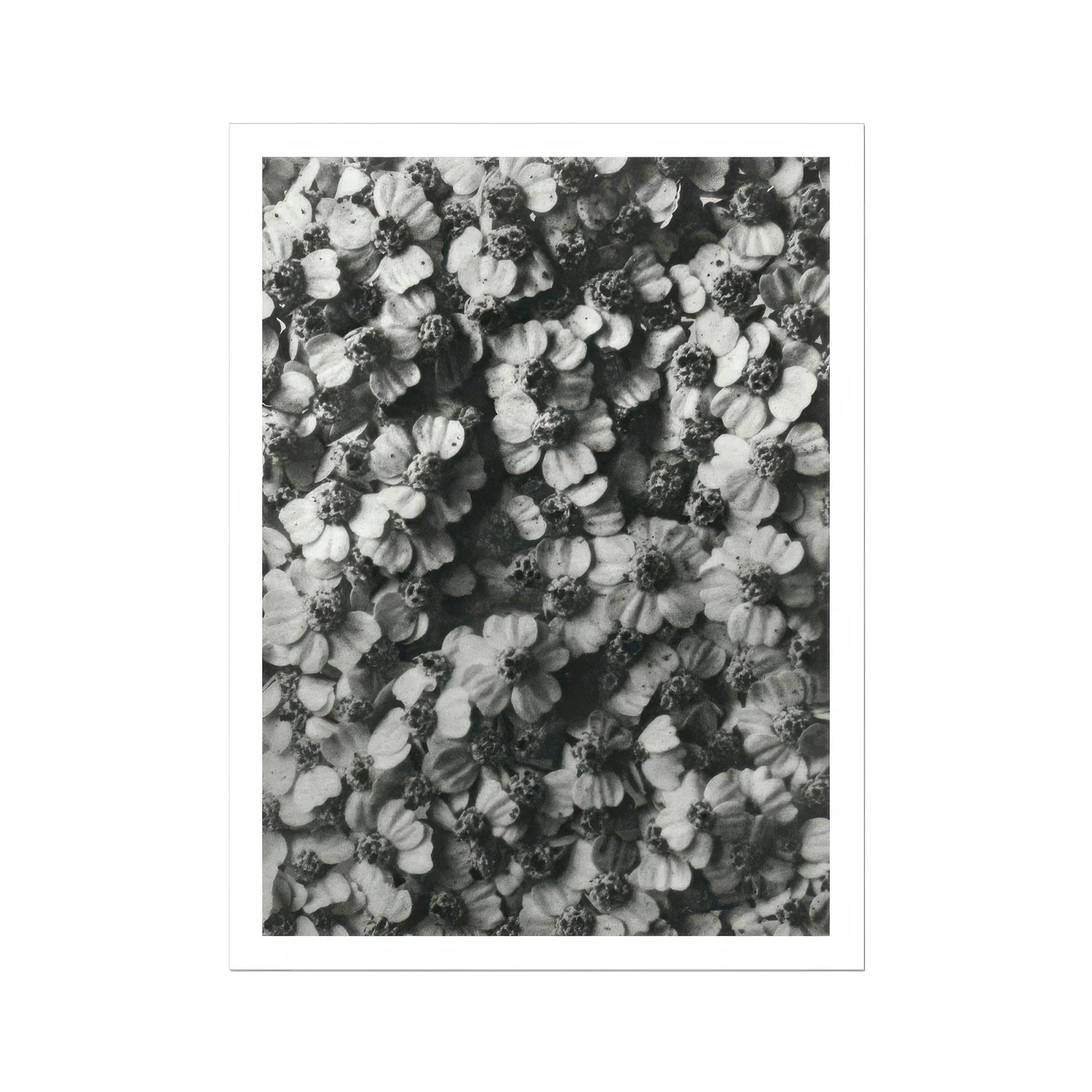Achillea Millefolium (common Yarrow) - Karl Blossfeldt Art Print, Black White Photograph Densely Clustered Flower Blossoms
