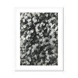 Achillea Millefolium (common Yarrow) - Karl Blossfeldt Art Print, Black White Photograph Densely Clustered Flowers Pattern