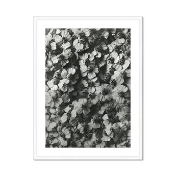 Achillea Millefolium (common Yarrow) - Karl Blossfeldt Art Print, Black White Photograph Densely Clustered Flowers Pattern