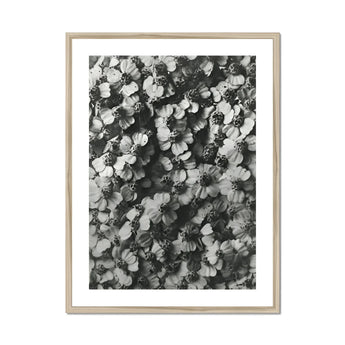 Achillea Millefolium (common Yarrow) - Karl Blossfeldt Art Print, Black White Photograph Densely Clustered Hydrangea Flowers