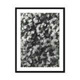 Achillea Millefolium (common Yarrow) - Karl Blossfeldt Art Print, Black White Photograph Densely Clustered Flower Blossoms