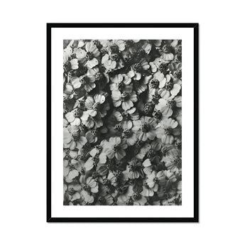 Achillea Millefolium (common Yarrow) - Karl Blossfeldt Art Print, Black White Photograph Densely Clustered Flower Blossoms