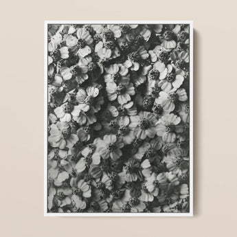Achillea Millefolium (common Yarrow) - Karl Blossfeldt Art Print / Canvas, 12x16’’ / 31x41cm / White Frame, Posters Prints & Visual