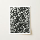 Achillea Millefolium (common Yarrow) - Karl Blossfeldt Art Print / Canvas Black-and-white Framed Photograph Densely Packed Delicate Flowers