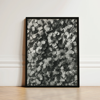 Black-framed Black White Photographic Print Densely Packed Flowers Karl Blossfeldt, Achillea Millefolium, Monochromatic Tapestry