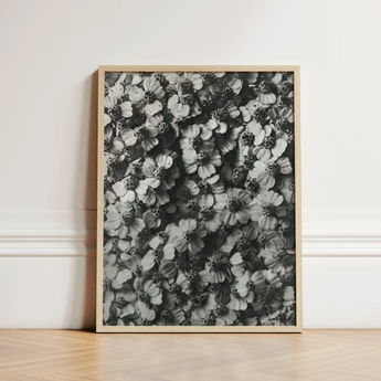 Black White Framed Photograph Densely Packed Textured Flowers Karl Blossfeldt, Achillea Millefolium, Monochromatic Tapestry