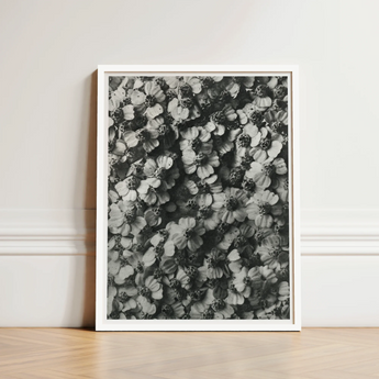 Black White Framed Photograph Densely Packed Textured Flowers Karl Blossfeldt, Achillea Millefolium, Monochromatic Tapestry