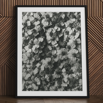 Achillea Millefolium (common Yarrow) - Karl Blossfeldt Art Print / Canvas Black-framed Art Print Dense Monochrome Floral Pattern Delicate