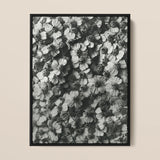 Achillea Millefolium (common Yarrow) - Karl Blossfeldt Art Print / Canvas Black-framed Black-and-white Photographic Print Densely Packed