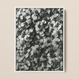 Achillea Millefolium (common Yarrow) - Karl Blossfeldt Art Print / Canvas Black-and-white Photographic Print Dense Textured Pattern Aquatic
