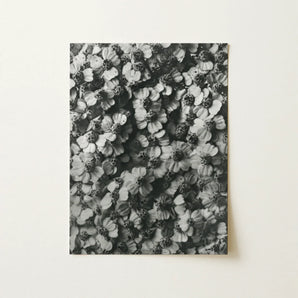 Achillea Millefolium (common Yarrow) - Karl Blossfeldt Art Print / Canvas Black-and-white Photographic Print Dense Textured Pattern Flowers