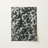 Achillea Millefolium (common Yarrow) - Karl Blossfeldt Art Print / Canvas Black-and-white Photographic Print Dense Textured Pattern Flowers