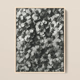 Achillea Millefolium (common Yarrow) - Karl Blossfeldt Art Print / Canvas Black-and-white Photographic Print Light Wood Frame Densely