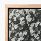 Black-and-white Framed Canvas Print Dense Cluster Delicate Textured Karl Blossfeldt, Achillea Millefolium, Monochromatic Tapestry