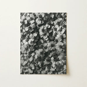 Achillea Millefolium (common Yarrow) - Karl Blossfeldt Art Print / Canvas, Karl Blossfeldt, Achillea Millefolium, Monochromatic Tapestry
